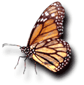 clip_monarch_butterfly.gif